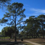 Pine trees